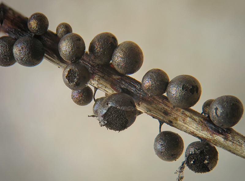 Lamproderma sauteri?